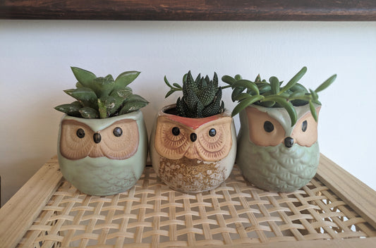 Owl Succulent Best Plant Friend