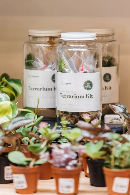 Diy Terrarium | Glass Plant Terrarium Kit Plant Supply Co