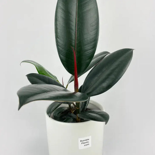 Burgundy Ficus Elastica Black Rubber Plant Bumble Plants