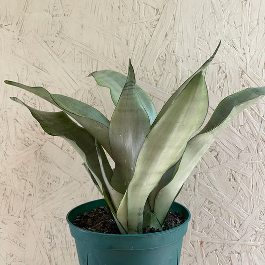 Sansevieria trifasciata 'Moonshine' (silver snakeplant) 6" Thorsen's Greenhouse